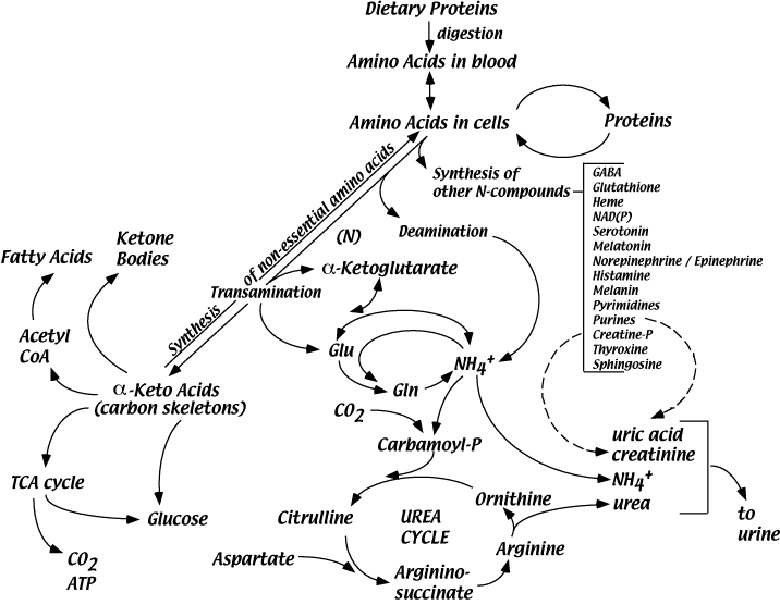 Amino Acid Metabolism form New York University website 