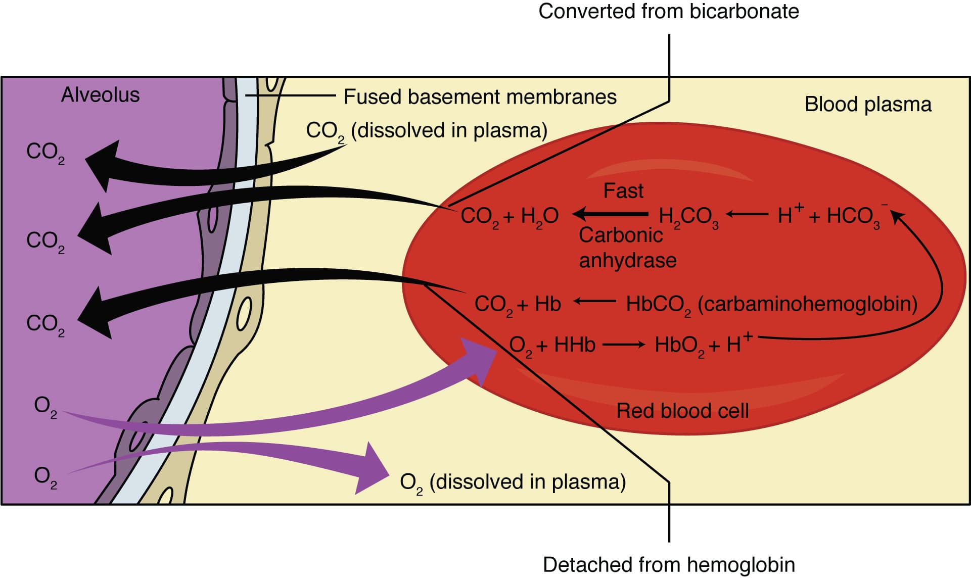 Image of external respiration with credit to https://openstax.org/books/anatomy-and-physiology-2e/pages/22-4-gas-exchange